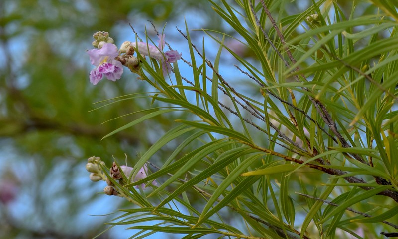 Chilopsis linearis subsp. linearis photo 7