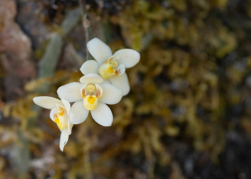 Chiloschista breviseta photo 2