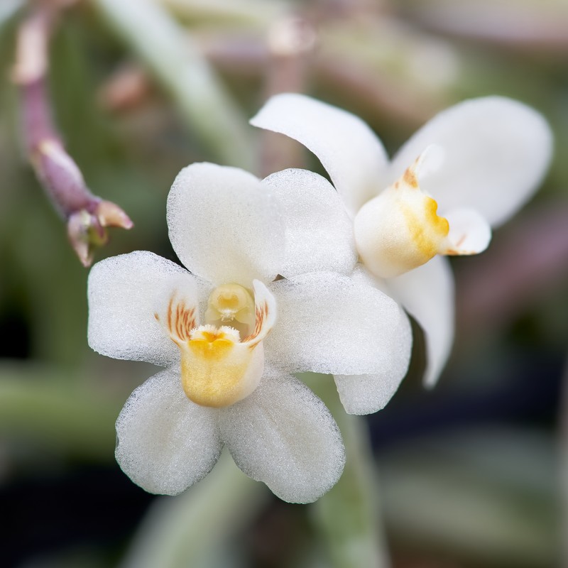 Chiloschista breviseta
