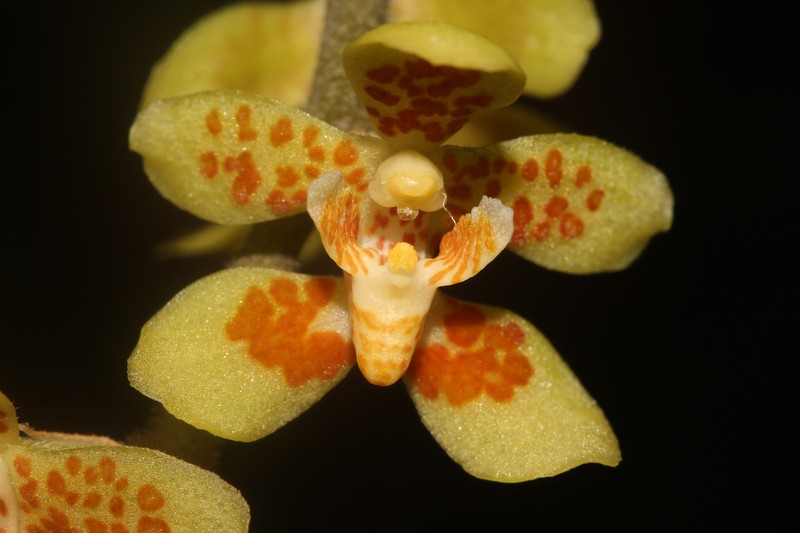 Chiloschista glabrisepala photo 2