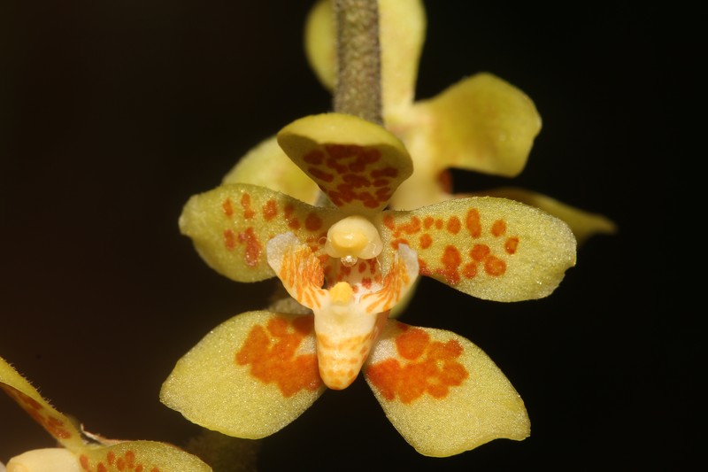Chiloschista glabrisepala photo 3