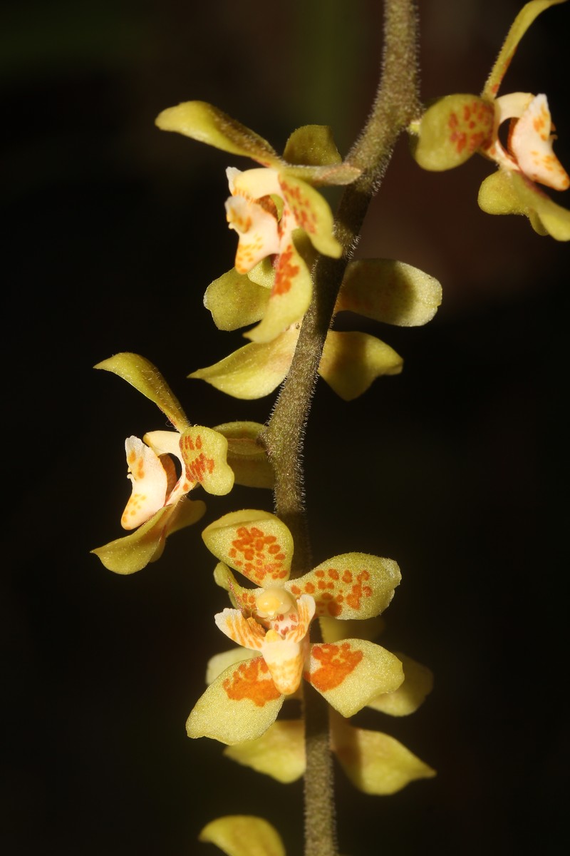 Chiloschista glabrisepala photo 4