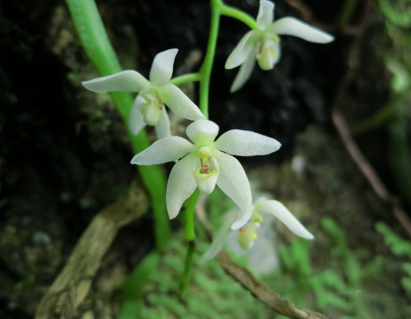Loher's Chiloschista photo 4