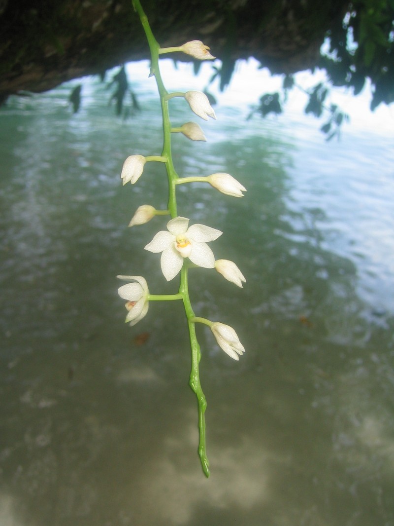 Loher's Chiloschista photo 2