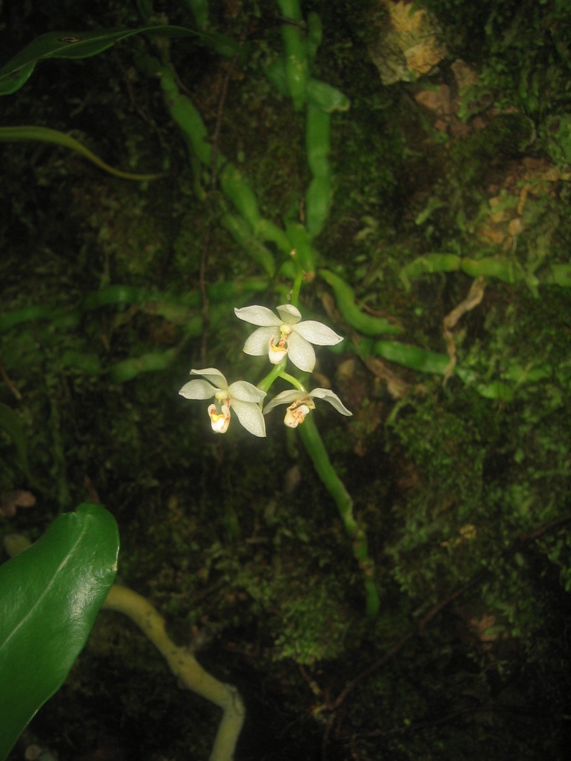 Loher's Chiloschista