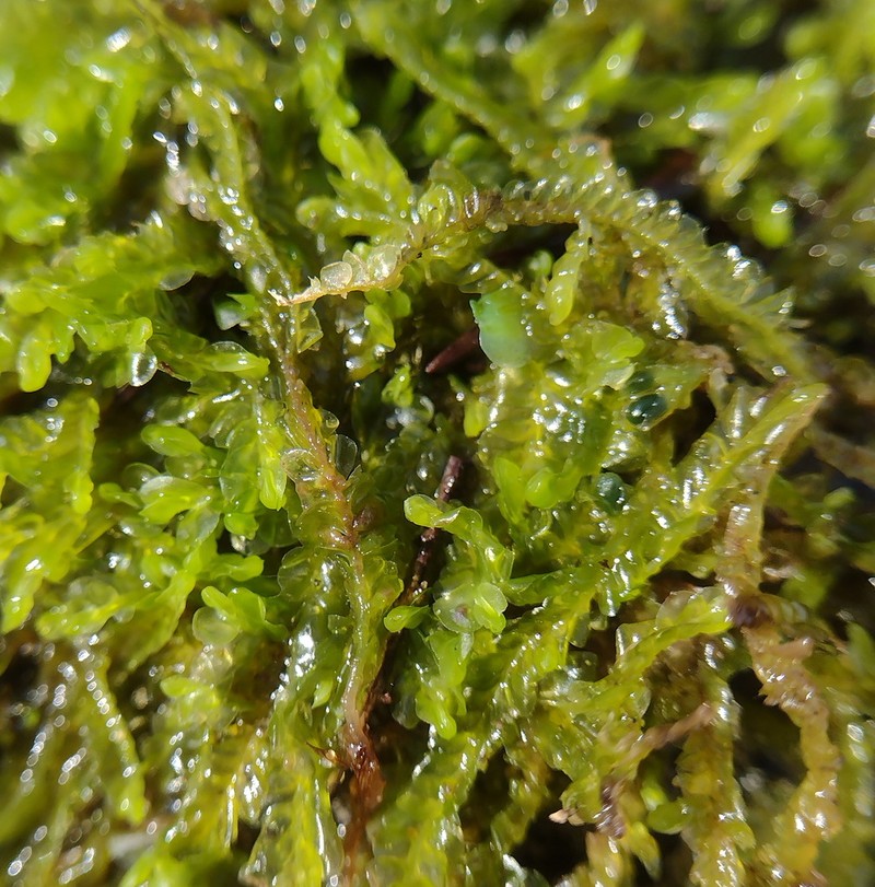 Chiloscyphus pallescens