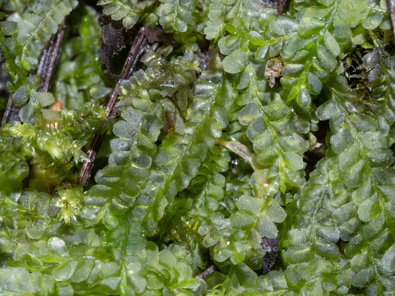 Chiloscyphus pallescens photo 2
