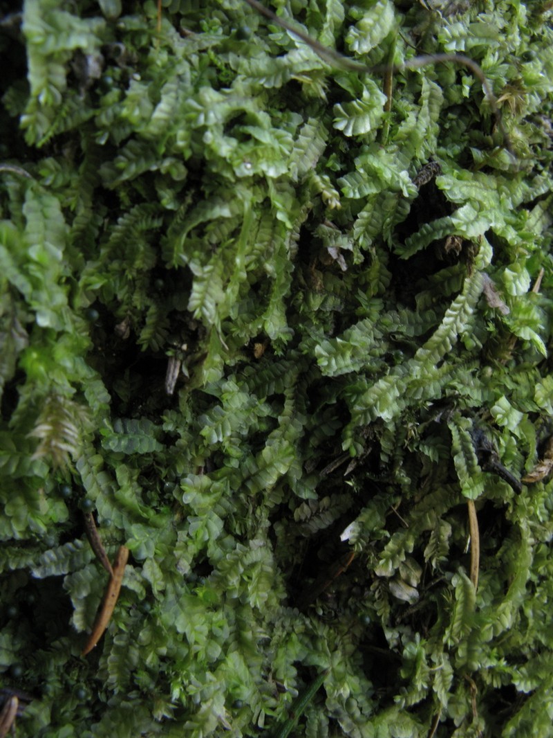 Chiloscyphus pallescens photo 3