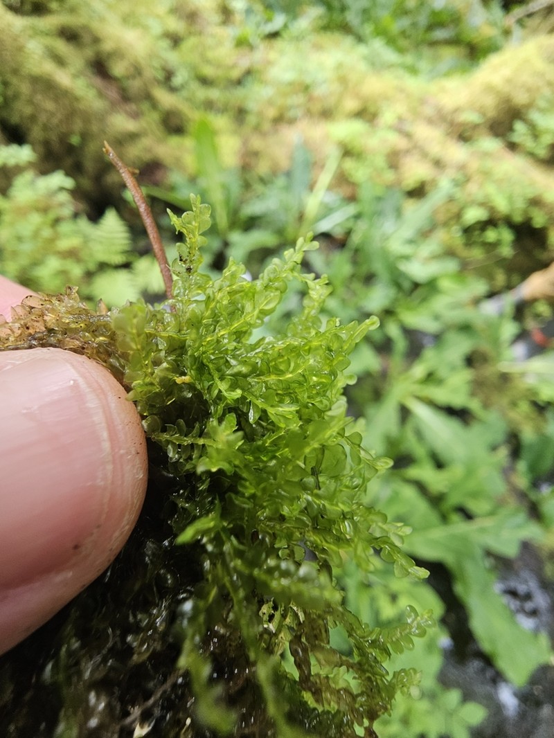 Chiloscyphus pallescens photo 4