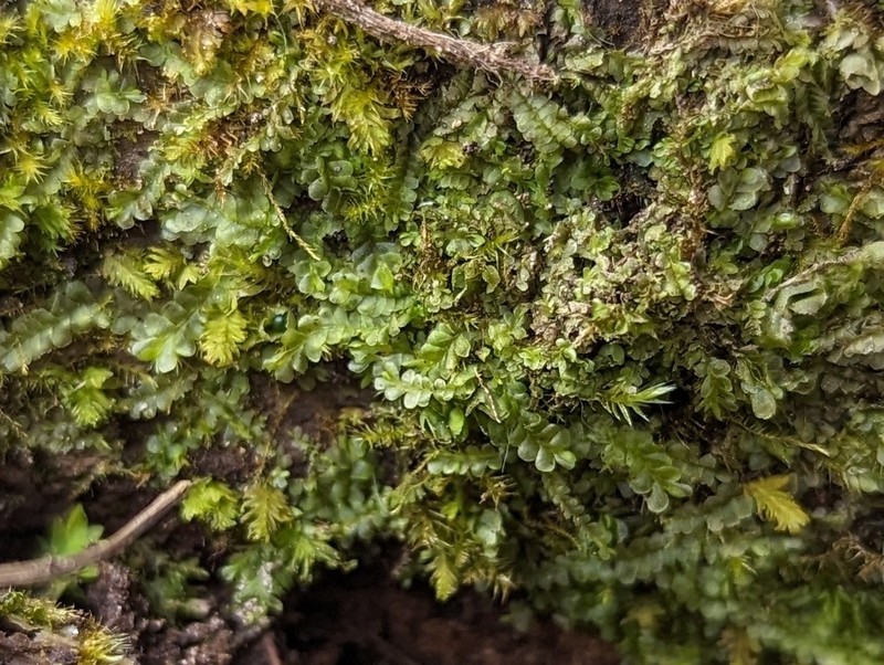 Chiloscyphus pallescens photo 5