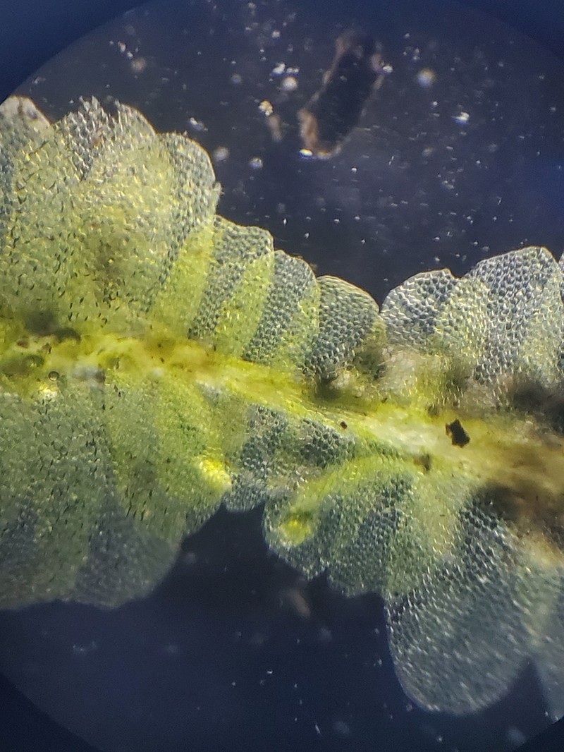 Chiloscyphus pallescens photo 6