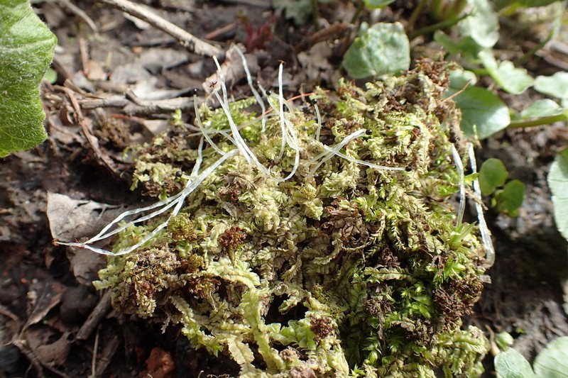 Chiloscyphus pallescens photo 7