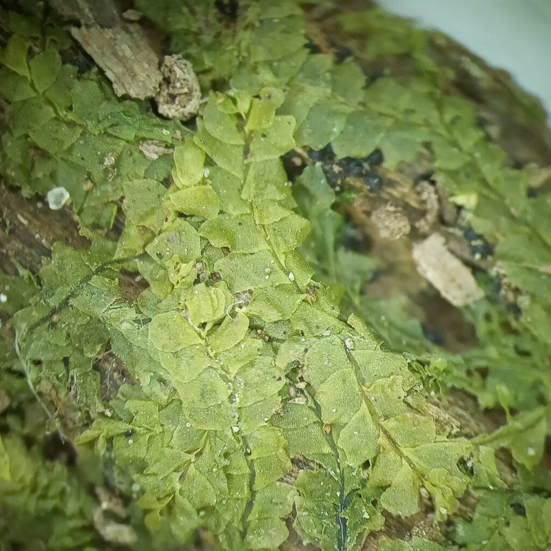 Chiloscyphus pallescens photo 8