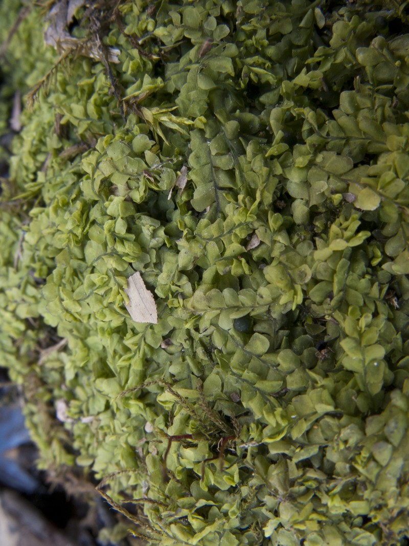 Chiloscyphus polyanthos