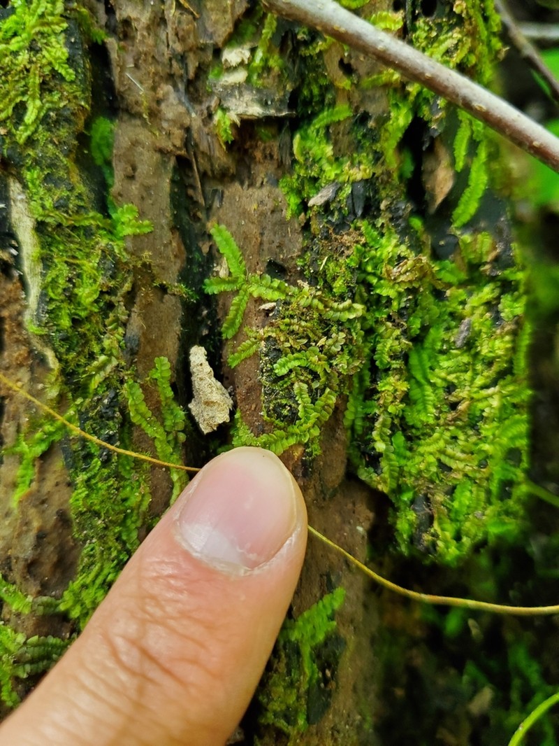 Chiloscyphus polyanthos photo 3