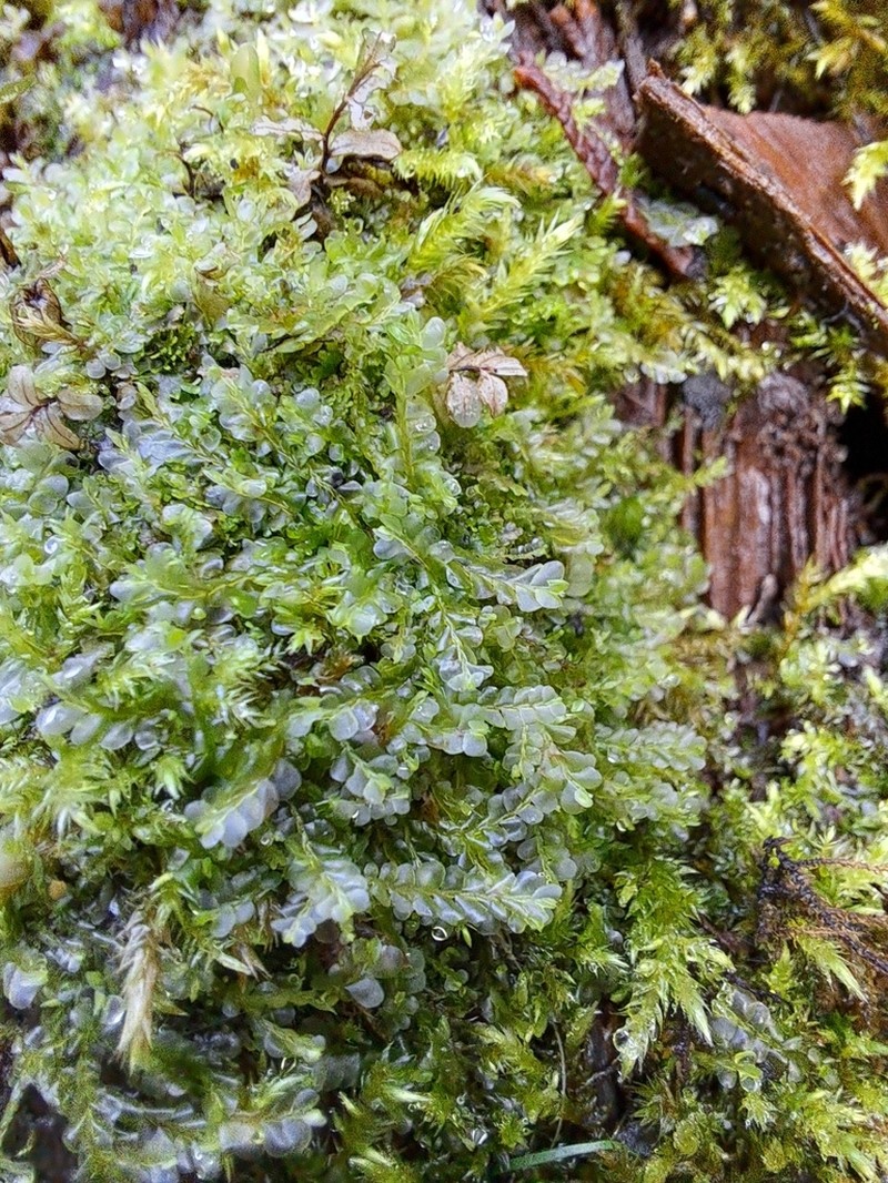 Chiloscyphus polyanthos photo 4