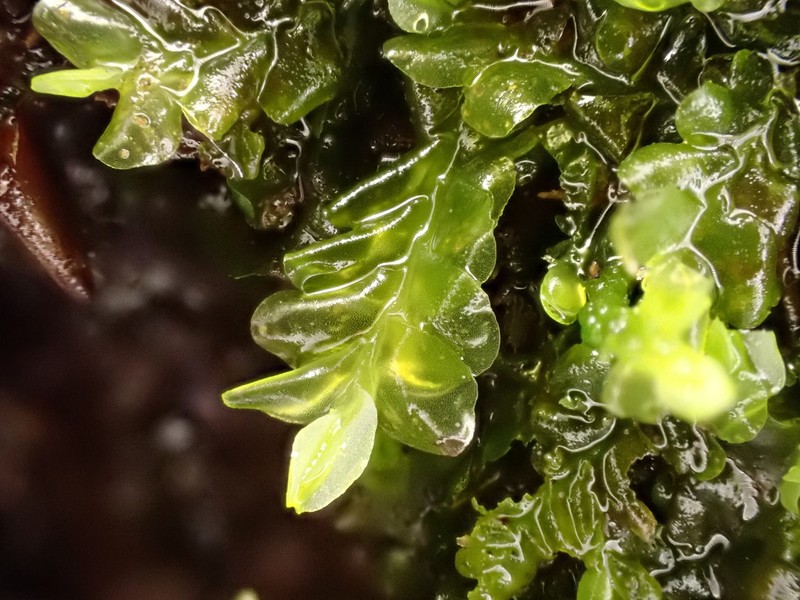 Chiloscyphus polyanthos photo 5
