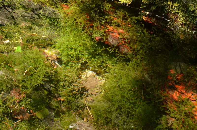 Chiloscyphus polyanthos photo 6