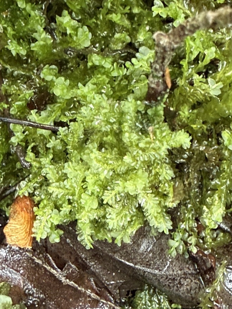 Chiloscyphus polyanthos photo 8