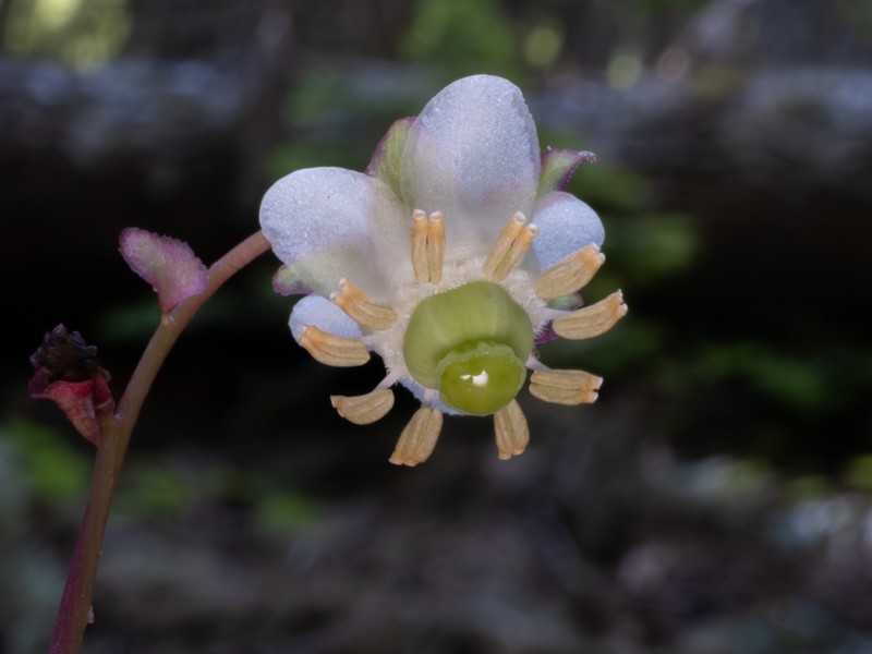 Little Prince's Pine