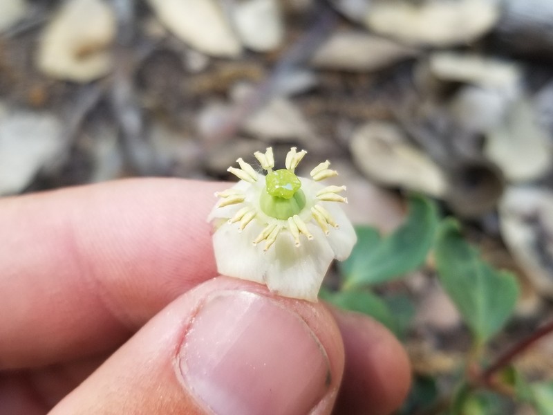 Little Prince's Pine