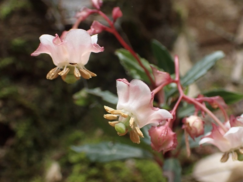 Little Prince's Pine photo 3