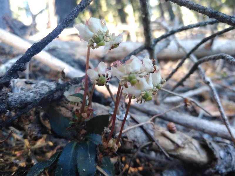 Little Prince's Pine photo 8