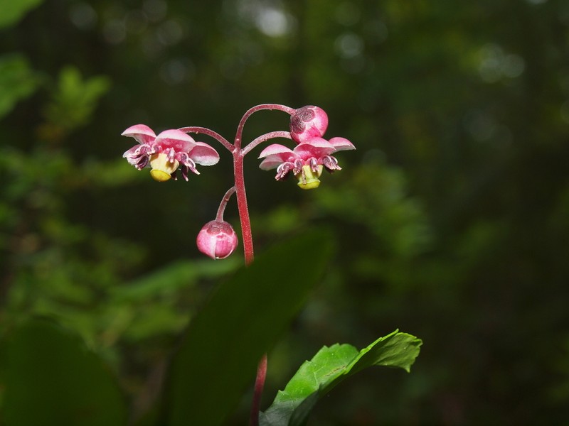 Pipsissewa