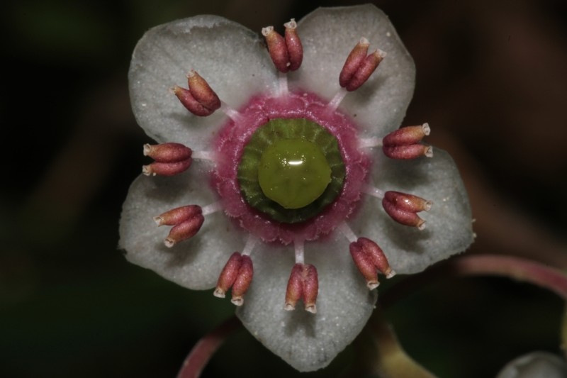 Pipsissewa photo 2