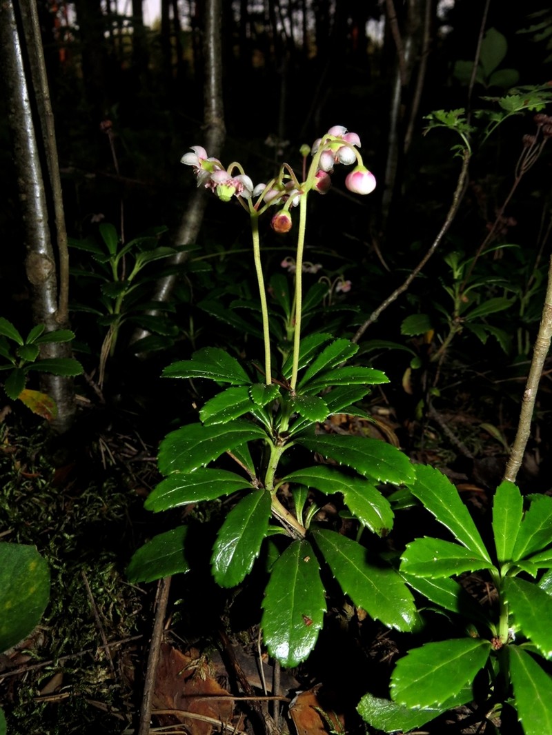Pipsissewa photo 3