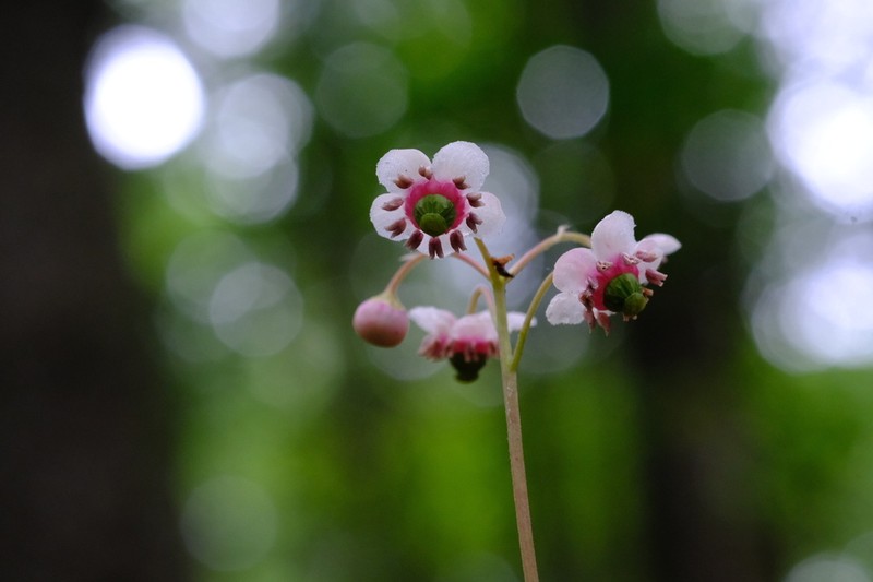 Pipsissewa photo 4