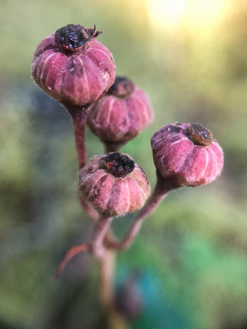 Pipsissewa photo 5