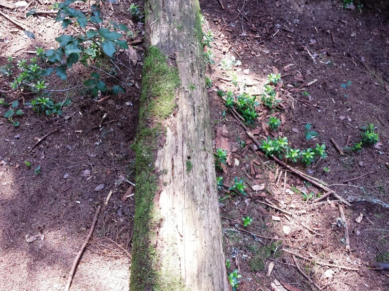 Pipsissewa photo 6