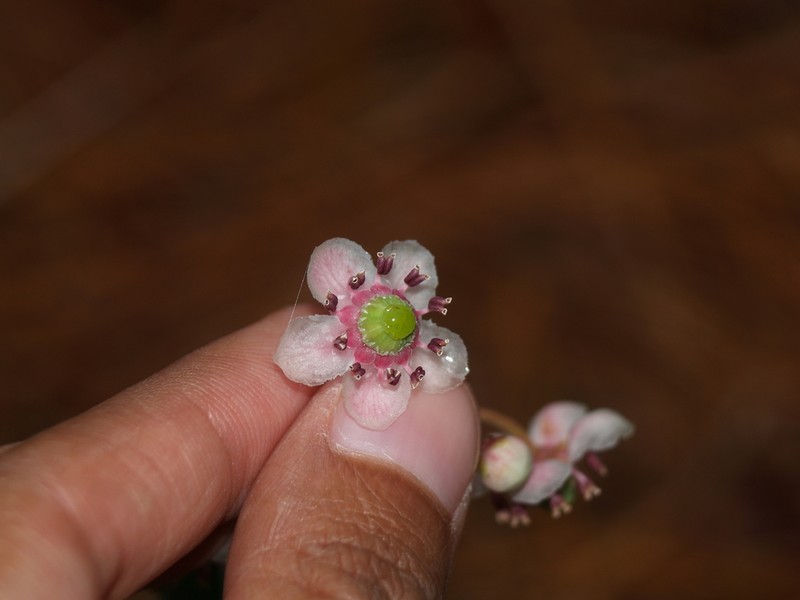 Pipsissewa photo 7