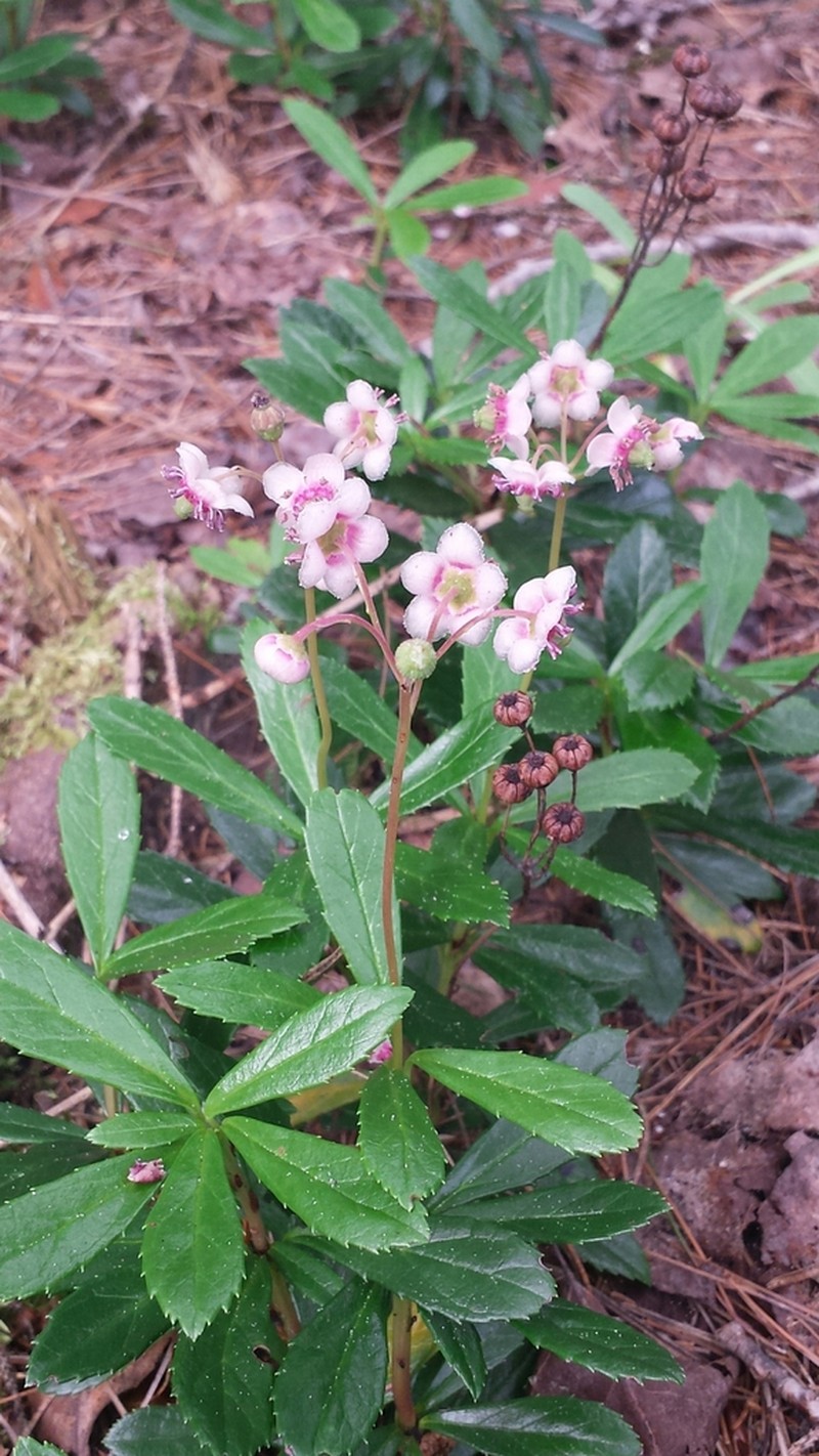 Pipsissewa photo 8