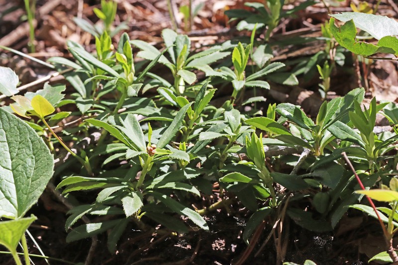 Chimaphila umbellata subsp. umbellata