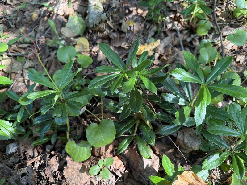Chimaphila umbellata subsp. umbellata photo 2