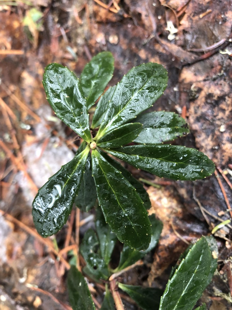 Chimaphila umbellata subsp. umbellata photo 3