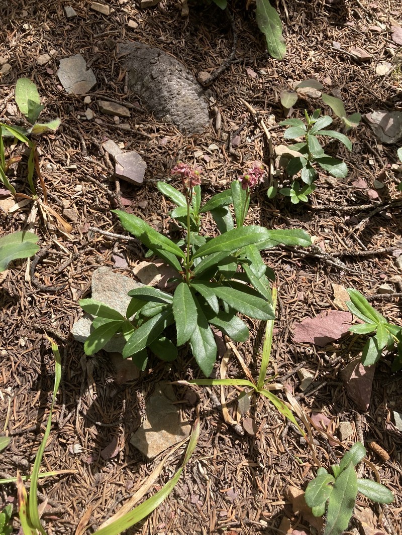 Chimaphila umbellata subsp. umbellata photo 4