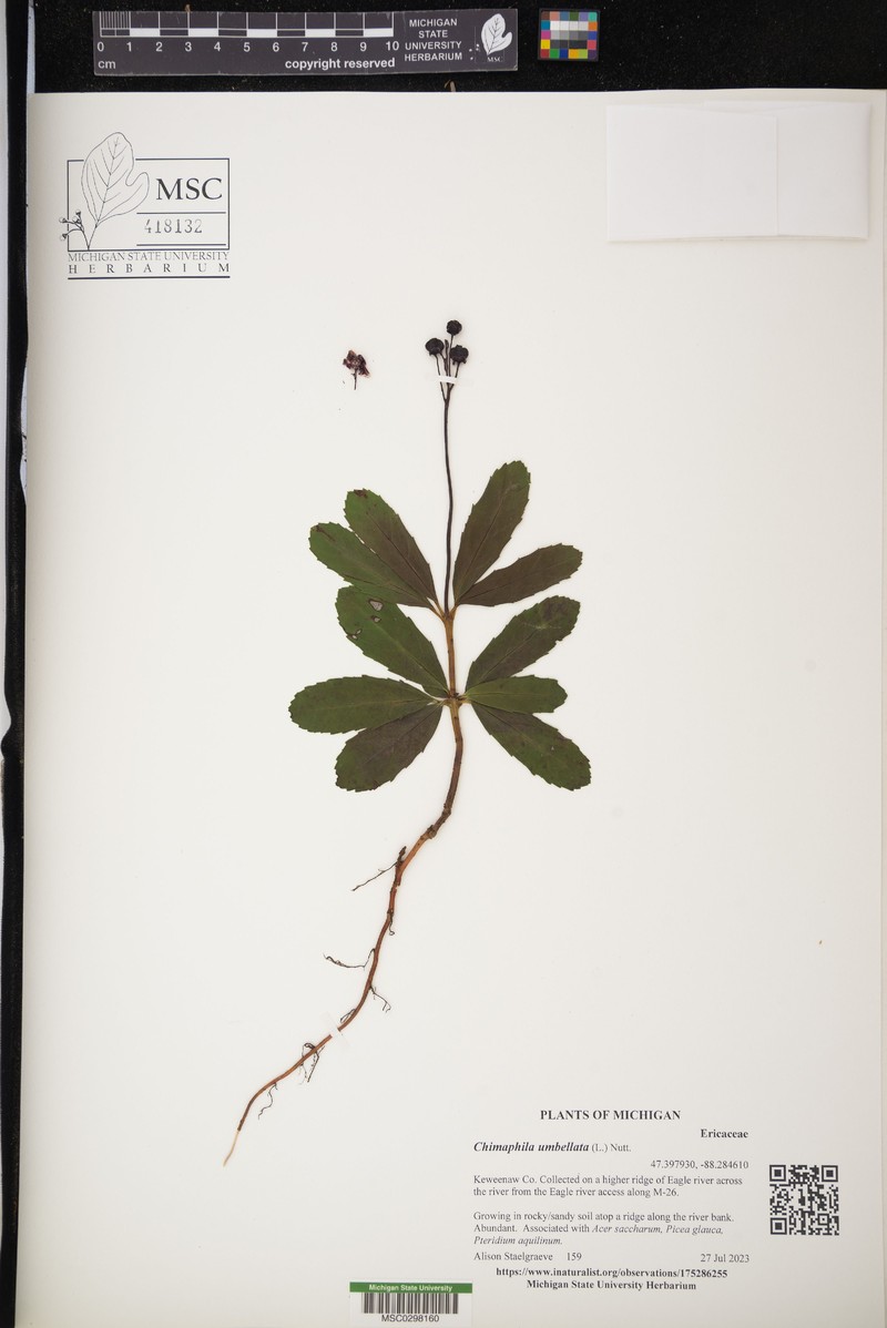 Chimaphila umbellata subsp. umbellata photo 5