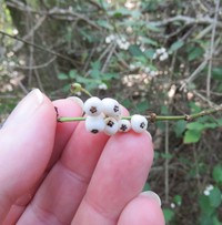 West Indian Milkberry