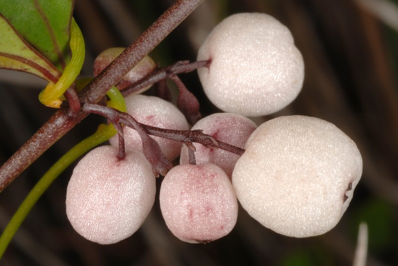 Chiococca parvifolia