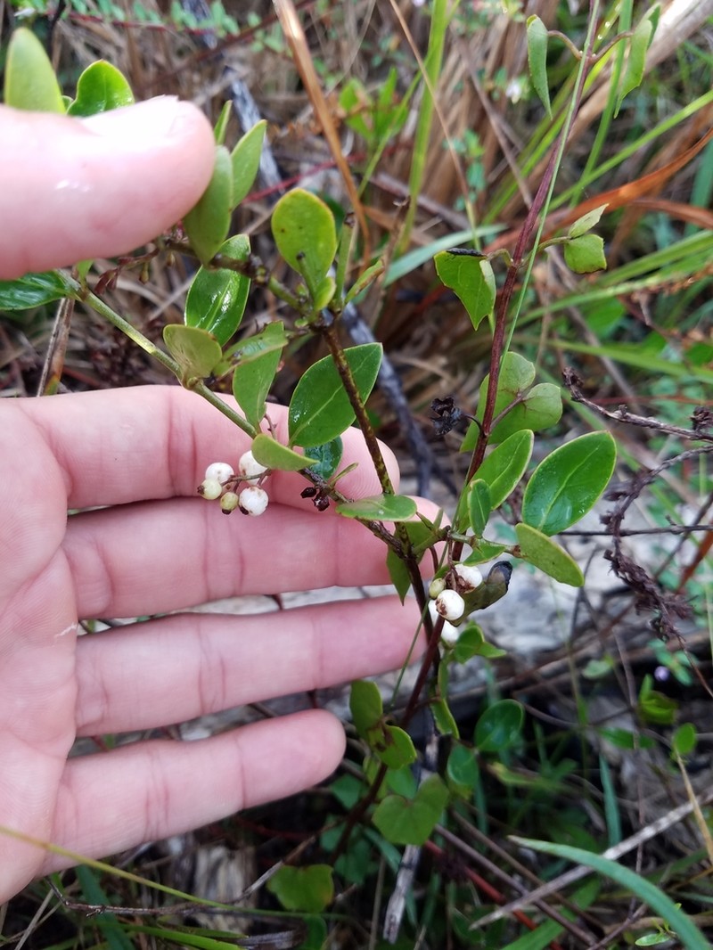Chiococca parvifolia photo 2