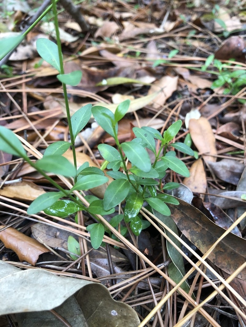 Chiococca parvifolia photo 3