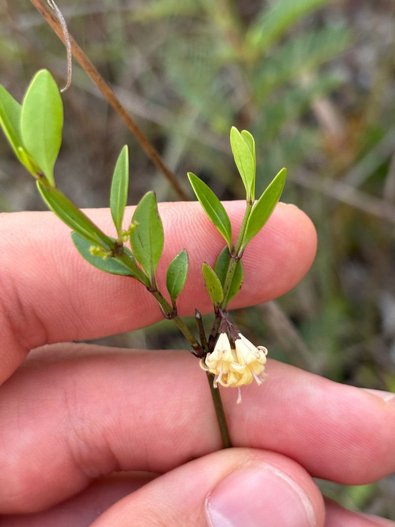 Chiococca parvifolia photo 4