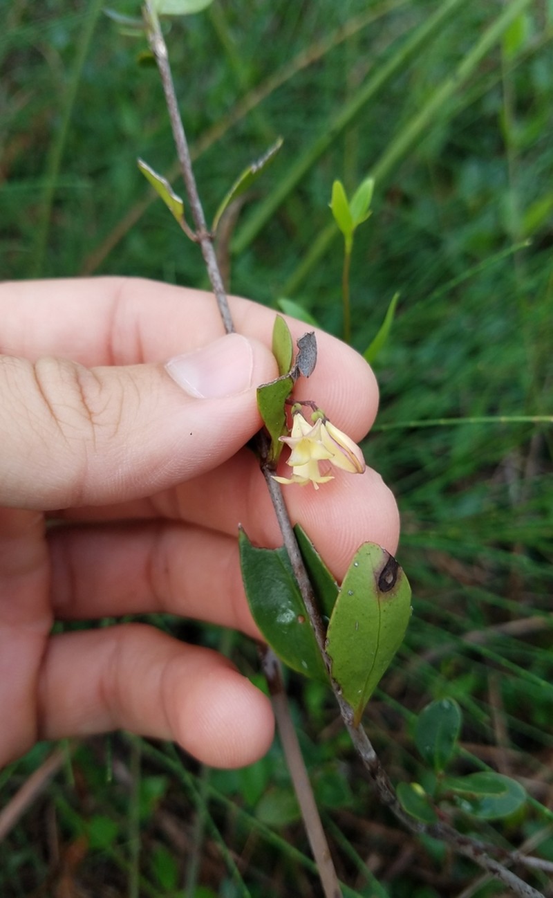 Chiococca parvifolia photo 5