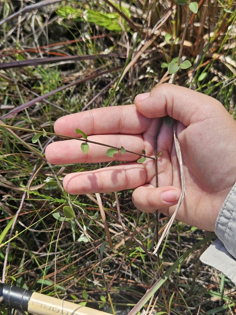 Chiococca parvifolia photo 6