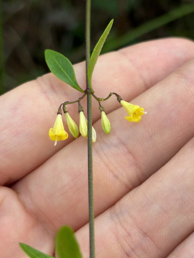 Chiococca parvifolia photo 7