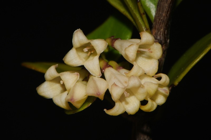 Chiococca parvifolia photo 8