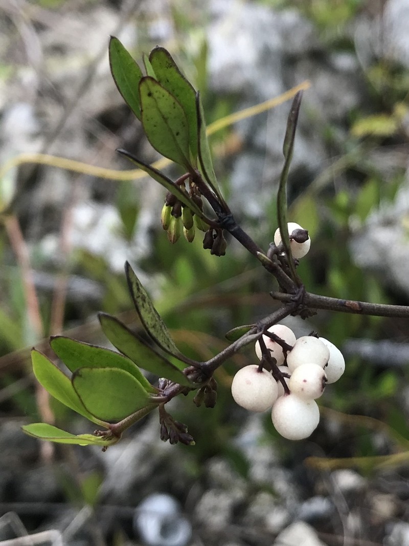 Chiococca pinetorum